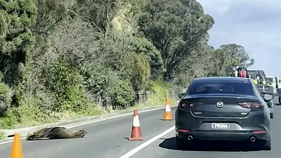 This frame grab from handout video footage by Laura Ellen taken on April 10, 2026 shows traffic along a road in the seaside Australian town of Dromana, located south of Melbourne in the southern state of Victoria, that was briefly diverted after a local seal decided to take a nap.,Image: 1089906099, License: Rights-managed, Restrictions: RESTRICTED TO EDITORIAL USE - MANDATORY CREDIT "AFP PHOTO / Laura Ellen " - NO MARKETING NO ADVERTISING CAMPAIGNS - DISTRIBUTED AS A SERVICE TO CLIENTS -, ***HANDOUT image or SOCIAL MEDIA IMAGE or FILMSTILL for EDITORIAL USE ONLY! * Please note: Fees charged by Profimedia are for the Profimedia's services only, and do not, nor are they intended to, convey to the user any ownership of Copyright or License in the material. Profimedia does not claim any ownership including but not limited to Copyright or License in the attached material. By publishing this material you (the user) expressly agree to indemnify and to hold Profimedia and its directors, shareholders and employees harmless from any loss, claims, damages, demands, expenses (including legal fees), or any causes of action or allegation against Profimedia arising out of or connected in any way with publication of the material. Profimedia does not claim any copyright or license in the attached materials. Any downloading fees charged by Profimedia are for Profimedia's services only. * Handling Fee Only ***, Model Release: no