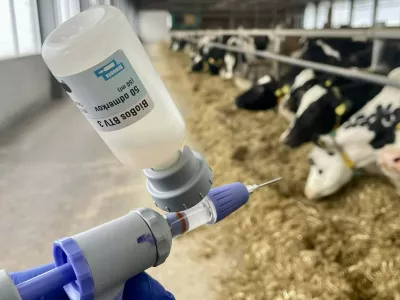 Skrajni rok za cepljenje goved in drobnice je 24. april