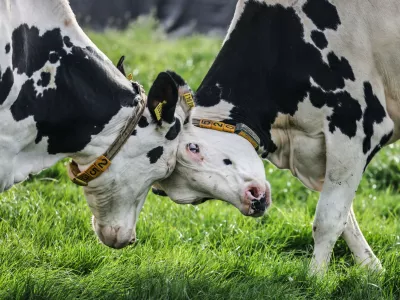 Dairy cows struggle on a meadow during the first grazing of the year in Leverkusen, Germany Thursday, April 9, 2026. (Oliver Berg/dpa via AP)