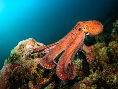 Big orange octopus swimming near the reef in Indian ocean / Foto: Volodymyr Ivanenko