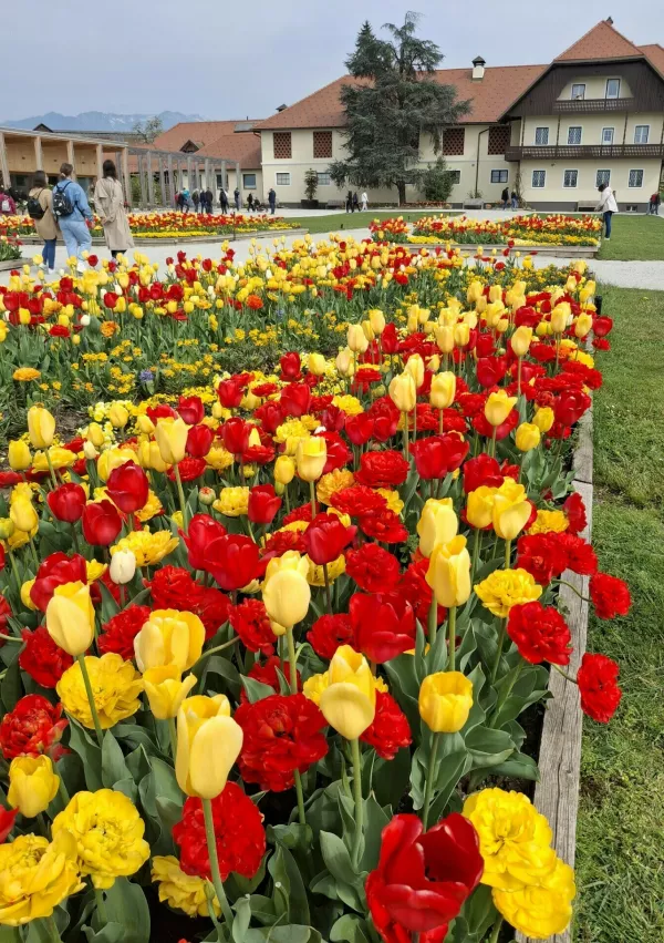 Jeseni je bilo posajenih 400 sort tulipanov, od zgodnjih do pozno cvetočih, zato cvetenje poteka postopoma in traja več tednov v aprilu. / Foto: Meta Černoga