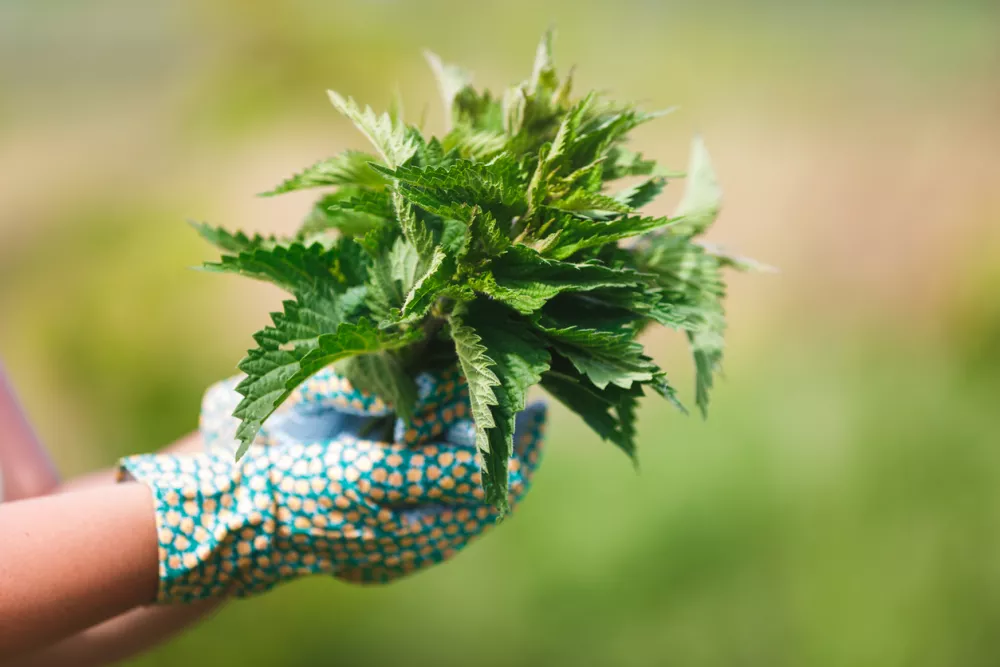 Freshly Picked Nettle. Woman holding a bunch of fresh stinging nettles with garden gloves, selective focus / Foto: Sstajic Getty Images
