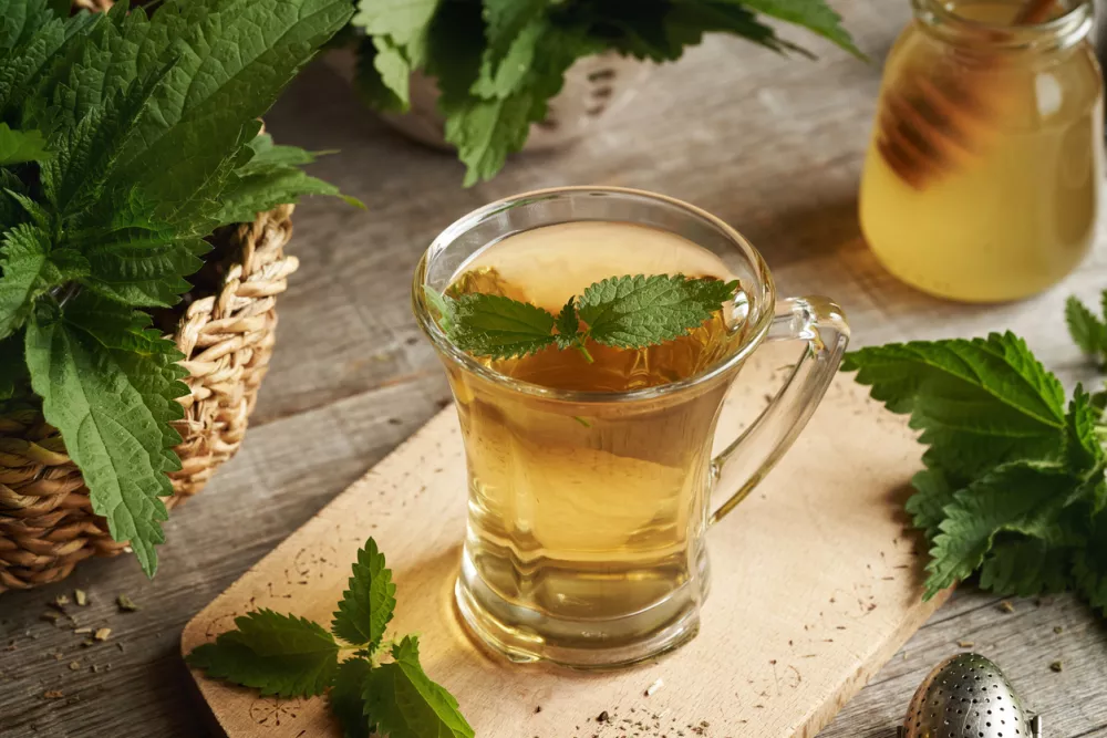 A cup of herbal tea with fresh stinging nettle leaves on a table / Foto: Madeleine_steinbach Getty Images