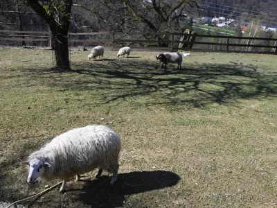 turistična kmetija Pri Lazarju - ovce - 06.04.2023 - Odbor Planinske zveze Slovenije za planinstvo invalidov (Odbor inPlaninec) &ndash; predstavitev akcije Gibalno ovirani gore osvajajo GOGO 2023 &ndash; novinarska konferenca na turistični kmetiji Pri Lazarju//FOTO: Nik Erik Neubauer