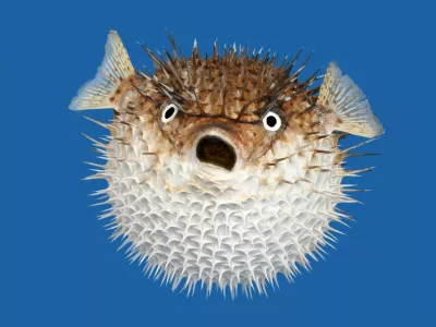 Riba napihovalka ima v sebi močan strup. / Foto: Istock