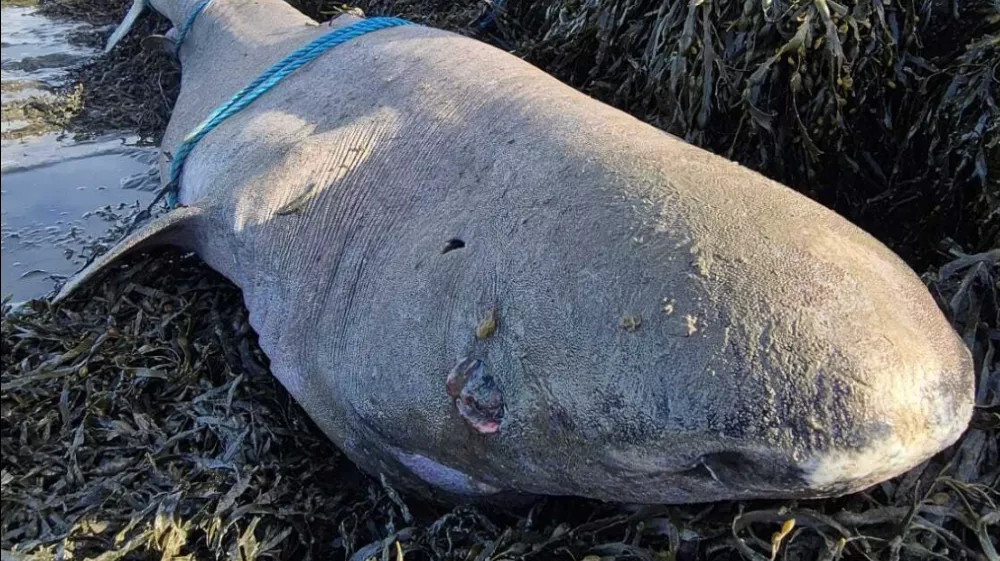 Grenlandski morski pes, naplavljena na irsko obalo, ki lahko živi tudi 500 let. 