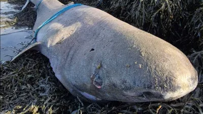 Grenlandski morski pes, naplavljena na irsko obalo, ki lahko živi tudi 500 let. 