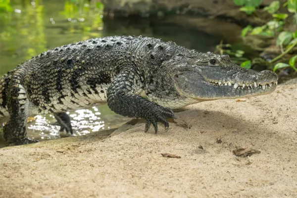 bradavičasti krokodil