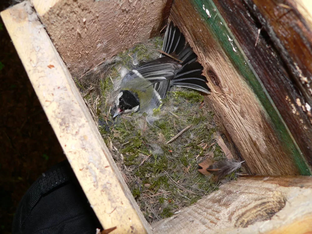 Ptičje vragolije v gnezdih po mestu