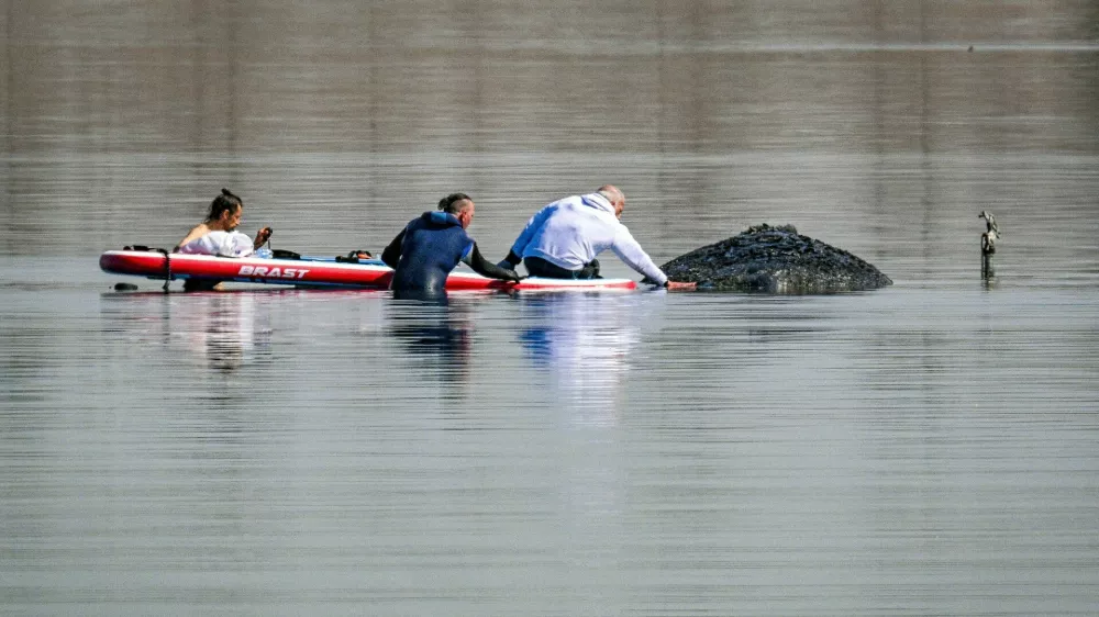 Pomagati so mu hoteli na sto in en način, vendar so bila prizadevanja doslej neuspe&scaron;na. / Foto: Profimedia