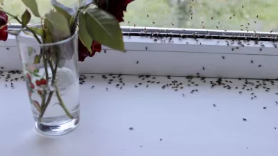 Winged flies of house insects on the white windowsill crawled out in the summer