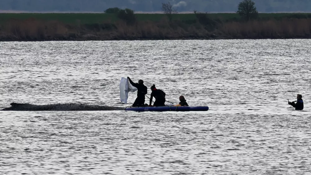 The stranded humpback whale off the island of Poel is covered with cloths by helpers to protect it from the sun and dehydration. A new rescue attempt is to be made for the humpback whale stranded near Wismar. The concept is to be implemented by a private initiative.