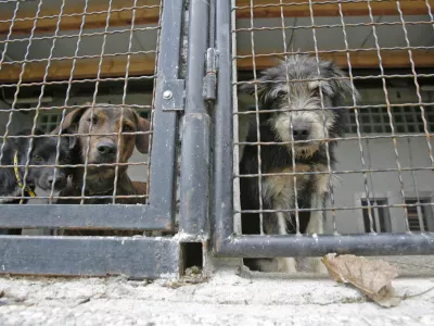 Zaveti&scaron;če za zapu&scaron;čene živali Gmajnice 30, azil za živali namenjen začasni namestitvi zapu&scaron;čenih živali psov in mačk //FOTO: Luka CjuhaOPOMBA: ZA OBJAVO V ČASOPISU DNEVNIK