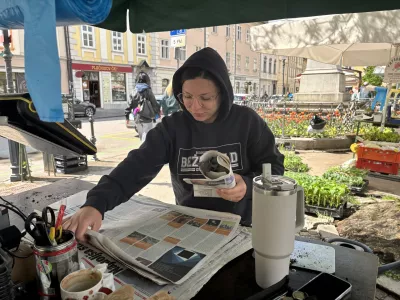 Pri Kmetijstvu Snoj sadike za kupce zavijejo v časopisni papir.