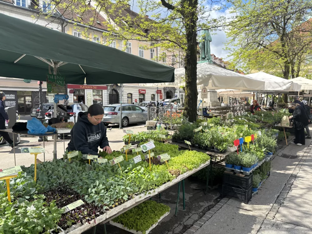 Sadike na ljubljanskih tržnicah