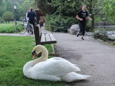 Mir za mladiče: zakaj je vedenje obiskovalcev v Tivoliju problematično?