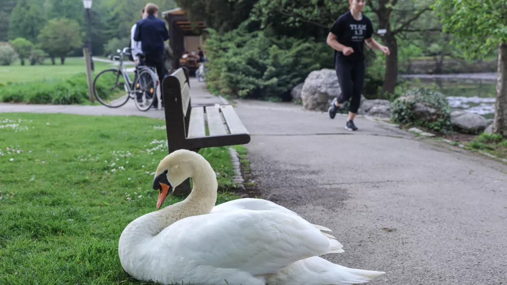 Mir za mladiče: zakaj je vedenje obiskovalcev v Tivoliju problematično?