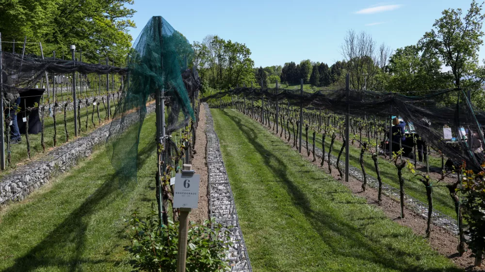 Trte nad mestom dobro uspevajo