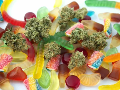 Dried medical marijuana buds lie among gummies of various shapes and flavors. On a cold white background / Foto: Nyaaka Photo