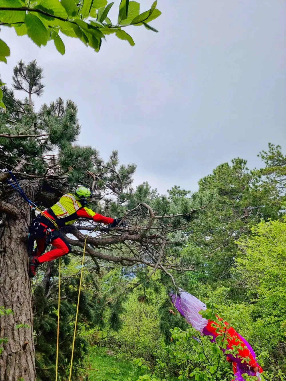 (VIDEO) Za jadralne padalce je pristanek na drevesu sreča v nesreči