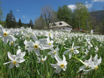narcise dom pristava javorni&scaron;ki rovt