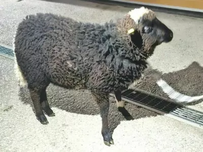 Mannija so re&scaron;ili iz prtljažnika in ga namestili v zaveti&scaron;če. 