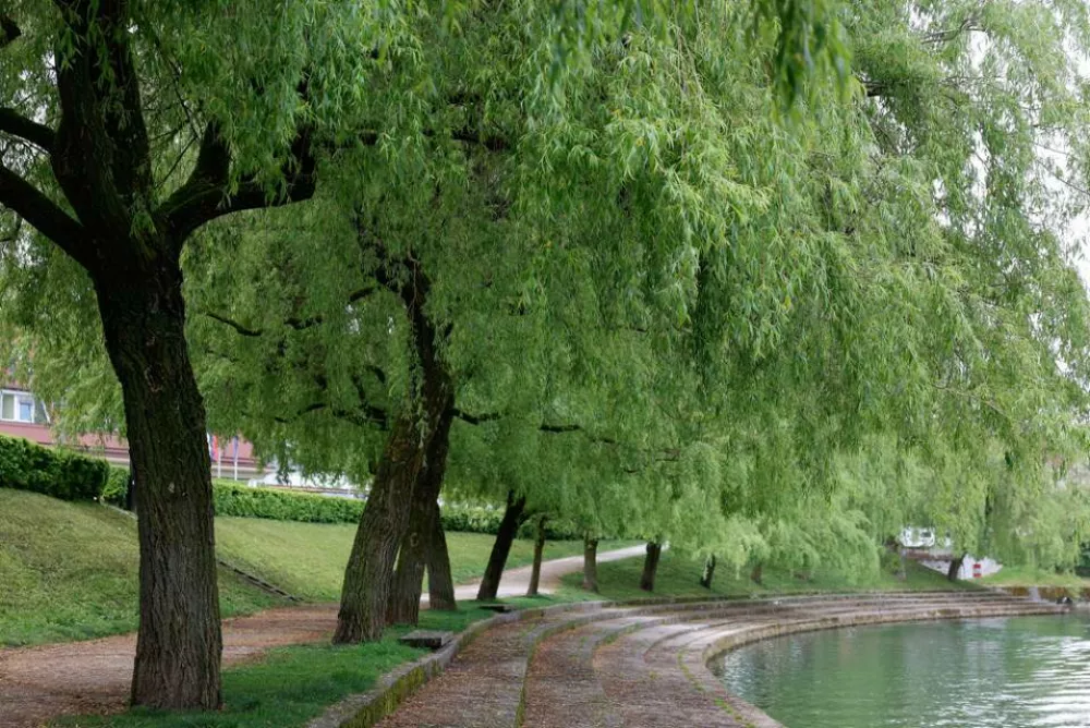 Naj drevored 2025 vrbe v Trnovskem pristanu