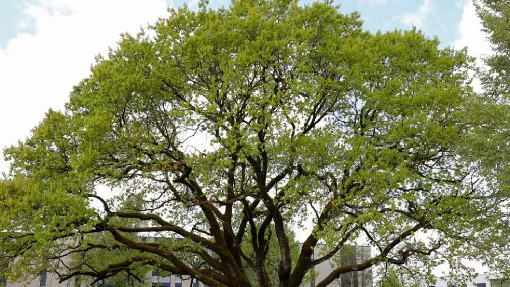 Naj drevo 2025 - hrast v Trnovem