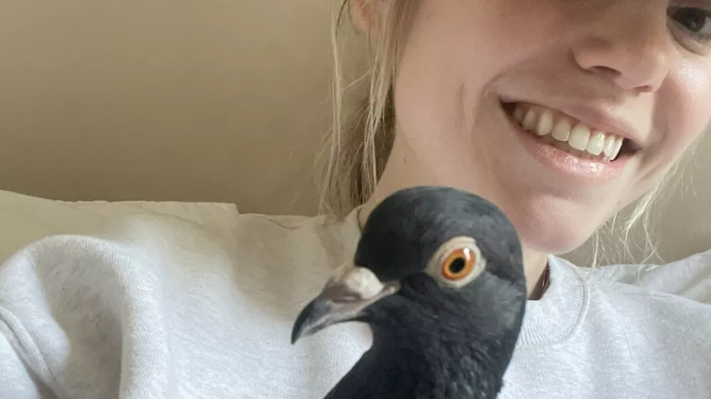 EXCLUSIVE: Story from Jam Press (Womans Pet Pigeon) Pictured: Social media reacts after a woman reveals she has a pet pigeon she carries in her handbag.VIDEO: 'I have a pet PIGEON that I carry in my handbag'A woman who carries her pet pigeon around in her handbag says she "feels like a proud mum" when people spot them together.Abby Jardine regularly brings her pet pigeon out for the day, carried in a dedicated bag &ndash; whether it's to run errands, meet friends or just go for a walk in the park.She said the pigeon, named Pidge, "pretty quickly became a permanent family member".The 28-year-old found the baby pigeon when she was around three weeks old and had been pushed out of her nest too early."She was trying to hide in a corner near some trash near my apartment," Abby told What's The Jam."I checked on her every time I went out that day, and was really worried about her since it was a busy street, so I ended up catching her in a bag and taking her inside."She couldn't fly or eat on her own, so she wouldn't have made it outside."I thought this would be a temporary thing, where I took care of her for a few weeks and then let her go."However, the content creator quickly found it hard to detach &ndash; as pigeons are intelligent and affectionate creatures.She added: "Baby birds bond extremely fast, and I found out that pigeons are domestic animals and thrive as pets."They typically live 15+ years as pets instead of just two or three years on the street."After a couple of weeks caring for her at home, Pidge had grown a lot, and I wanted to be able to take her with me to my friends' and boyfriend's apartments."I had an extra purse sample from when I used to work in handbags, and it was kind of the perfect size for carrying a pigeon."I tried taking an Uber with her in the bag, and it worked surprisingly well."Plus, she obviously enjoyed looking out the window during the drive."From then, Abby &ndash; who is based in New York City &ndash; says she regularly started tak.23 Jan 2026Pictured: Story from Jam Press (Womans Pet Pigeon) Pictured: Abby with Pidge the pigeon.VIDEO: 'I have a pet PIGEON that I carry in my handbag'A woman who carries her pet pigeon around in her handbag says she "feels like a proud mum" when people spot them together.Abby Jardine regularly brings her pet pigeon out for the day, carried in a dedicated bag &ndash; whether it's to run errands, meet friends or just go for a walk in the park.She said the pigeon, named Pidge, "pretty quickly became a permanent family member".The 28-year-old found the baby pigeon when she was around three weeks old and had been pushed out of her nest too early."She was trying to hide in a corner near some trash near my apartment," Abby told What's The Jam."I checked on her every time I went out that day, and was really worried about her since it was a busy street, so I ended up catching her in a bag and taking her inside."She couldn't fly or eat on her own, so she wouldn't have made it outside."I thought thi.,Image: 1068518183, License: Rights-managed, Restrictions: NO Australia, Germany, Norway, South Korea, Sweden, United Kingdom, United States, Unknown Country, Model Release: no