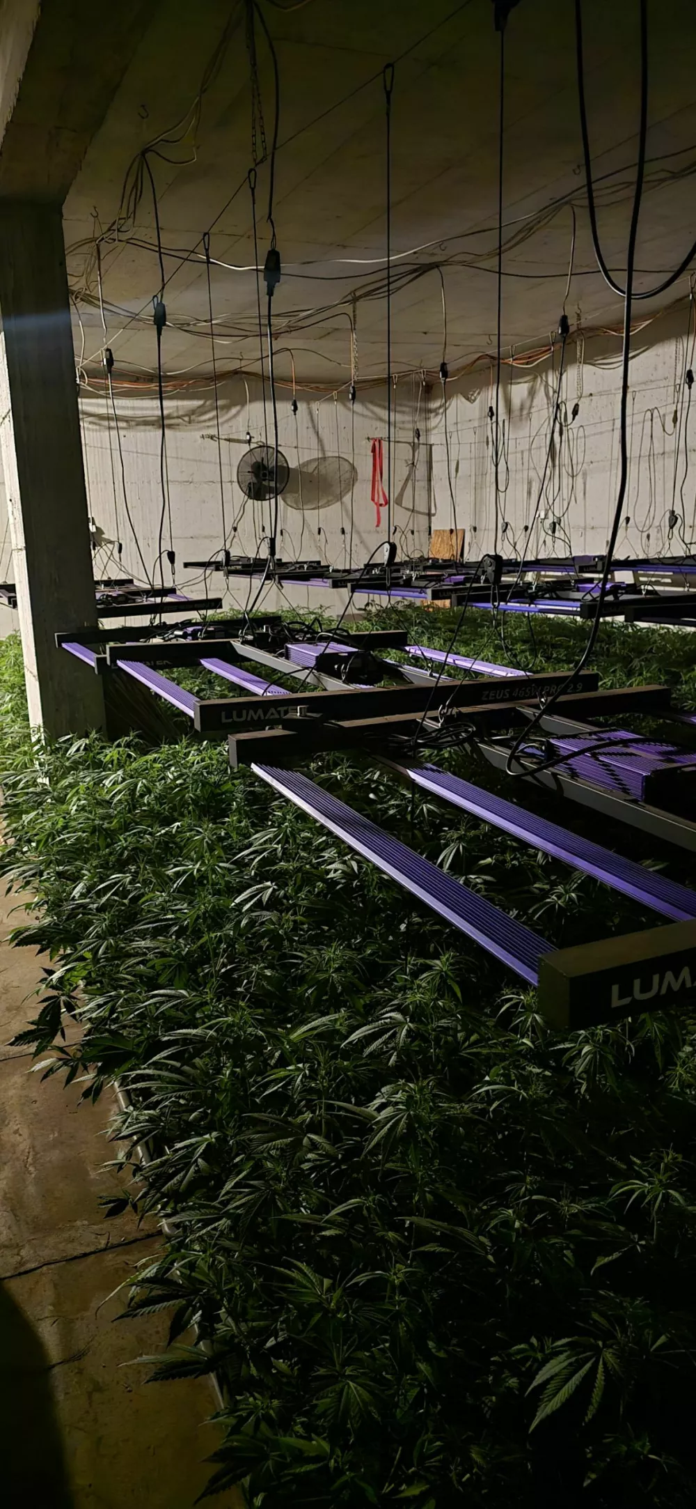 Ljubljanski kriminalisti so v hi&scaron;ni preiskavi na Igu zasegli 800 razstlin konoplje in okoli 20 kilogramov že posu&scaron;ene droge.