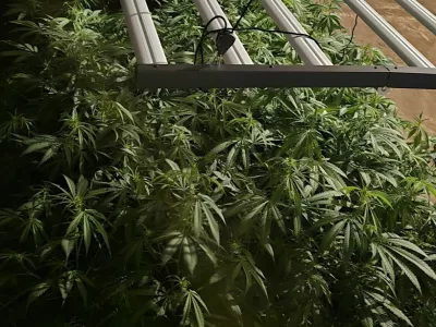 Ljubljanski kriminalisti so v hi&scaron;ni preiskavi na Igu zasegli 800 razstlin konoplje in okoli 20 kilogramov že posu&scaron;ene droge.