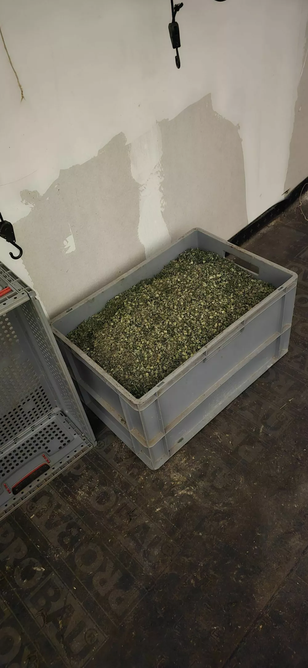 Ljubljanski kriminalisti so v hi&scaron;ni preiskavi na Igu zasegli 800 razstlin konoplje in okoli 20 kilogramov že posu&scaron;ene droge.