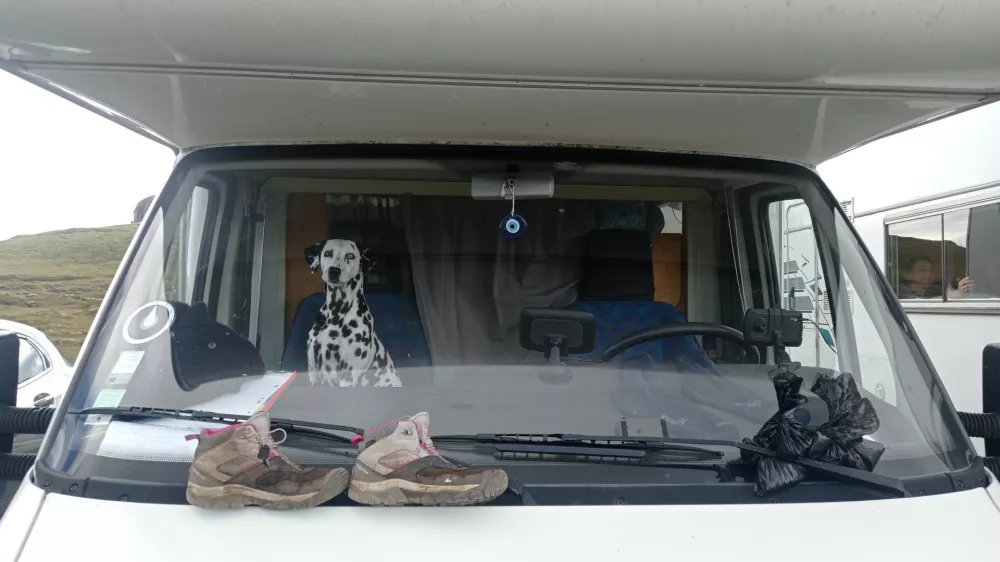Pes dalmatinec v avtodomu. 