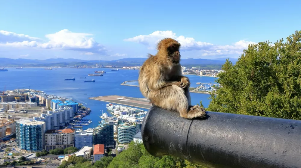 Gibraltar macaques at Gibraltar rock, monkey, monkeys,Image: 998167549, License: Royalty-free, Restrictions:, Model Release: yes