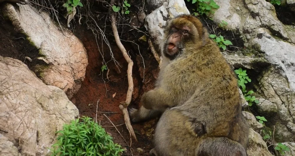 **ONLINE EMBARGO 10.00 BST, 22/04/26**A macaque chews on red clay soil. // Gibraltar's monkeys "self-medicate" to help them digest tourists� junk food, reveals new research. Troops of macaques living on the Mediterranean holiday hotspot have learned that swallowing soil can quell upset stomachs caused by munching crisps, chocolate and ice cream. The only free-ranging monkey population in Europe have been scientifically observed for the first time regularly engaging in �geophagy� - intentionally ingesting soil. University of Cambridge researchers monitoring the roughly 230 monkeys on the Rock of Gibraltar tracked instances of geophagy. Photo released 22/04/2026,Image: 1093649248, License: Rights-managed, Restrictions: Editorial use, commercial use may require additional licenses. We don't use AI to make images which could be mistaken for news photos. AI use will be clearly indicated. Supplied on condition you ensure personal data is processed in compliance with UK GDPR, Model Release: no