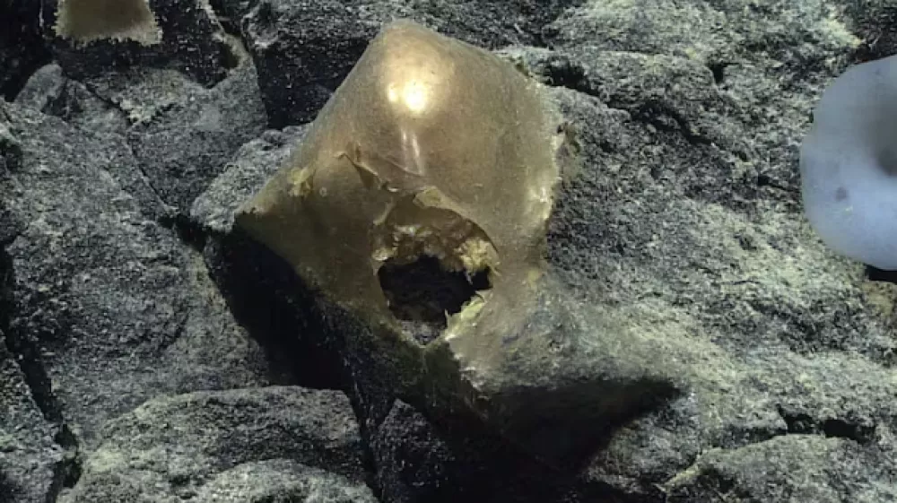 Zlata krogla. Foto: NOAA Ocean Exploration