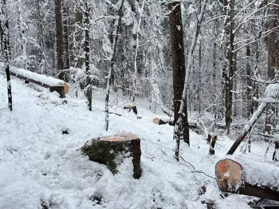 posekana dreves &Scaron;vica Foto: Policija kantona Graub&uuml;nden