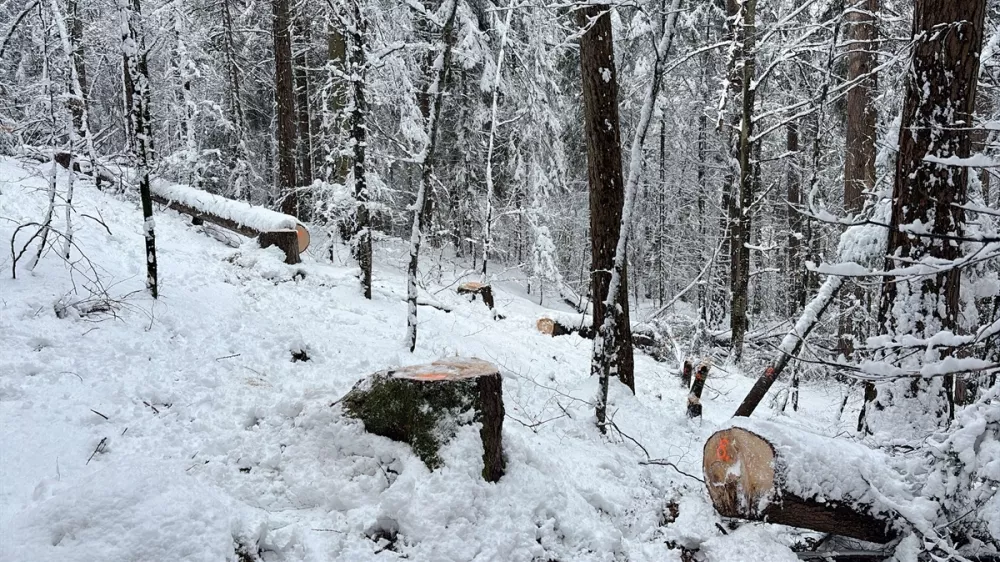 posekana dreves &Scaron;vica Foto: Policija kantona Graub&uuml;nden