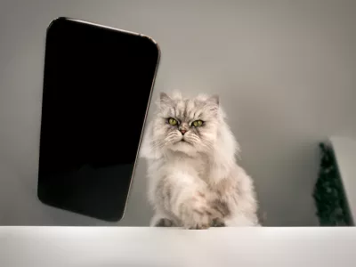 Naughty playful bad cat throwing or dropping mobile phone on the floor from the table. Concept of damage from pets. Disobedient behavior of domestic animal. Cat breaking things. High quality photo / Foto: Daria Kulkova Getty Images/istockphoto