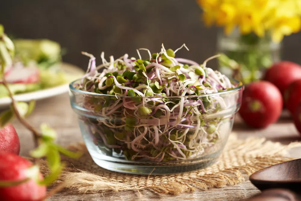 Fresh radish sprouts in a glass bowl, clsoeup