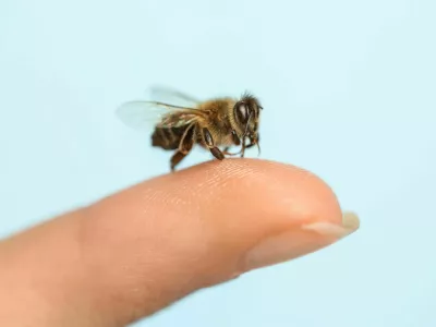 Bee going to sting woman on light blue background, closeup / Foto: Liudmila Chernetska