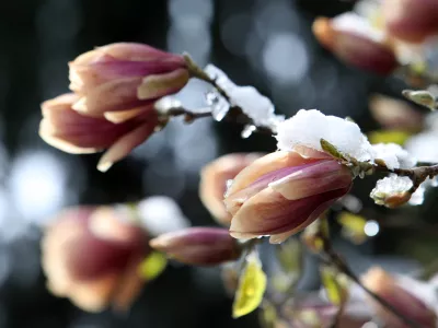 07.04.2021- Pomrzneni cvetovi, zmzal, aprilsko sneženje, pozebaFoto: Tomaž Skale