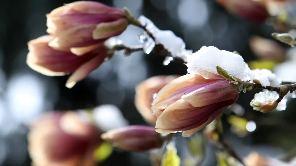 07.04.2021- Pomrzneni cvetovi, zmzal, aprilsko sneženje, pozebaFoto: Tomaž Skale