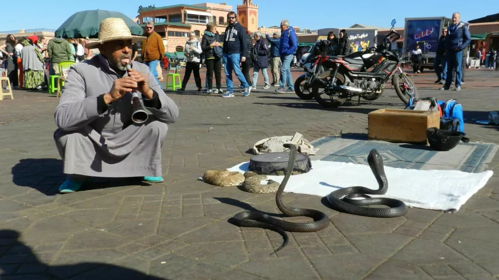 February 28, 2024 - Marrakesh, Morocco: A snake charmer plays his tune in front of two dangerous snakes in the market square of Marrakesh.