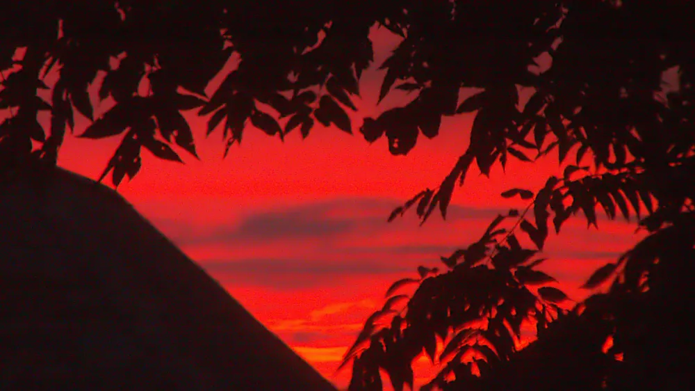 Ailanthus altissima / Foto: Wikimedia Commons/cbaile19