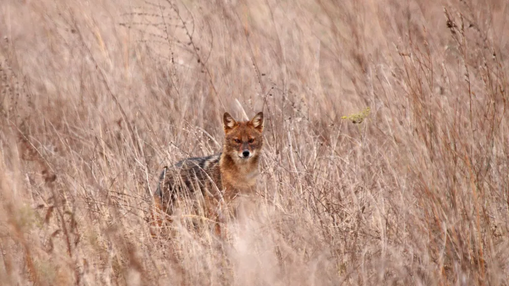 &Scaron;akal v naravi. V Sloveniji