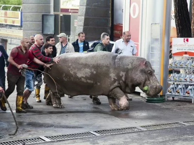 People help a hippopotamus escape from a flooded zoo in Tbilisi, Georgia, Sunday, June 14, 2015. Tigers, lions, a hippopotamus and other animals have escaped from the zoo in Georgia's capital after heavy flooding destroyed their enclosures, prompting authorities to warn residents in Tbilisi to stay inside Sunday. (AP Photo/Tinatin Kiguradze)