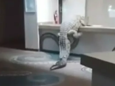 Krokodil, Zambezi. Vir: X