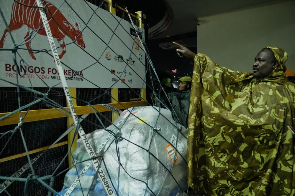 Four mountain bongos, a type of antelope, repatriated from the Czech Republic, arrive at Jomo Kenyatta International Airport in Nairobi, Kenya, Tuesday, April 28, 2026. (AP Photo/Brian Inganga) CORRECTION: Type corrected to antelope, instead of gazelle