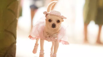 Čivava z Beverly Hillsa film